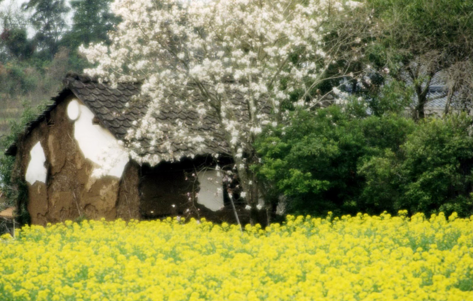御船町の風景